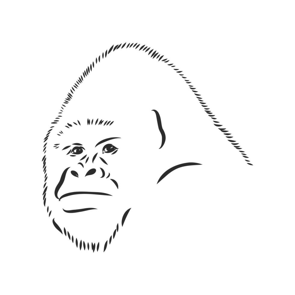 dibujo vectorial de gorila vector