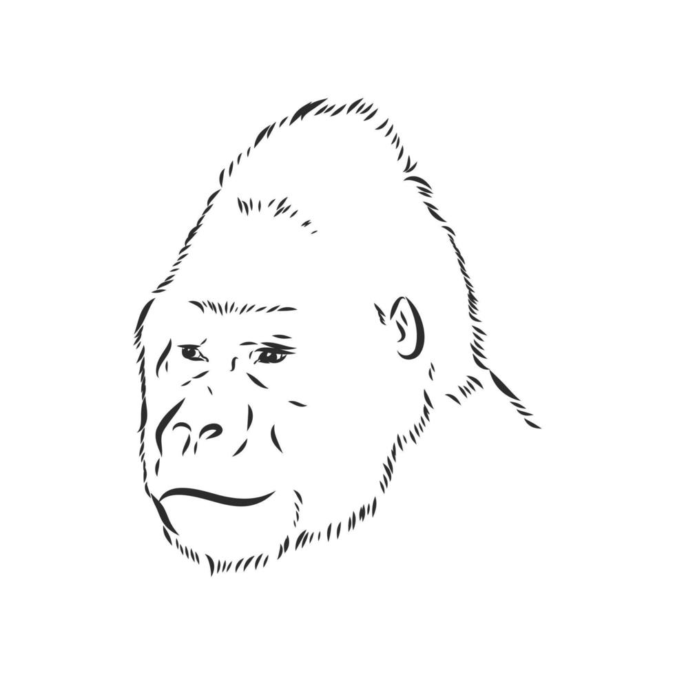 gorilla vector sketch