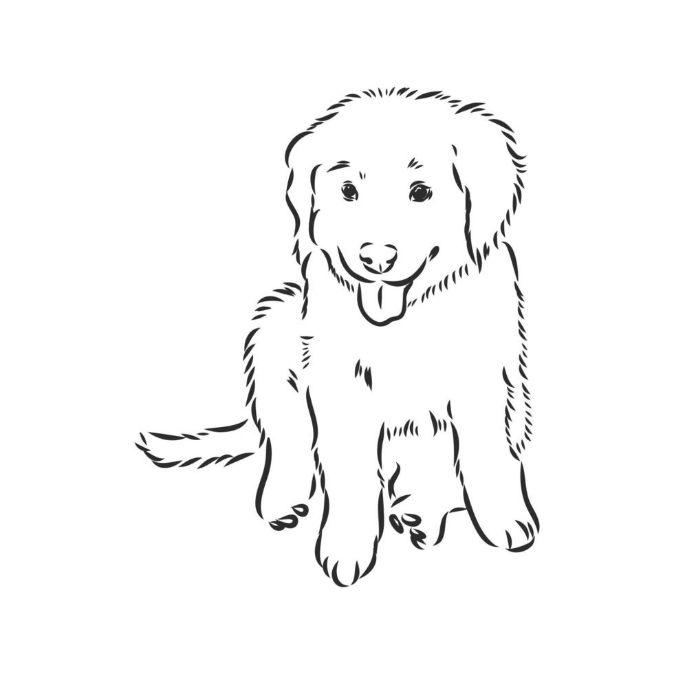 dog vector sketch