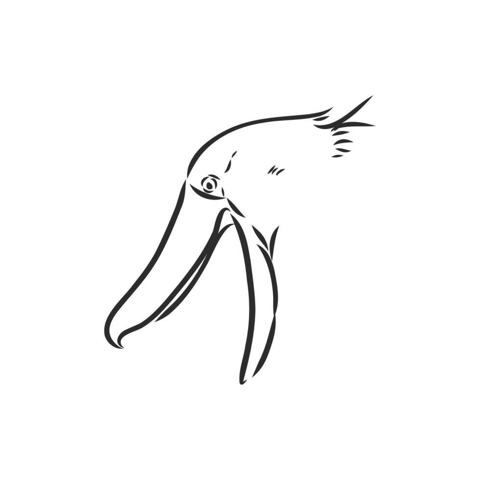 bosquejo del vector del pájaro shoebill