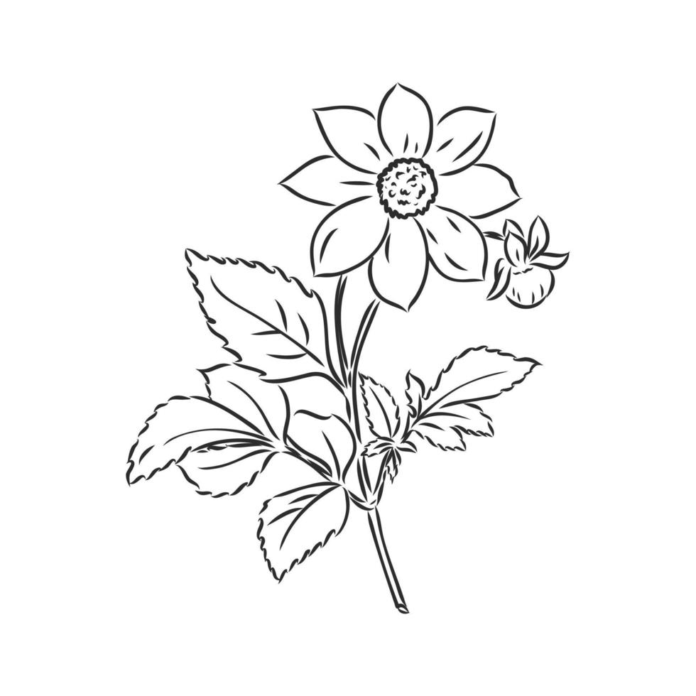 bosquejo del vector de la flor