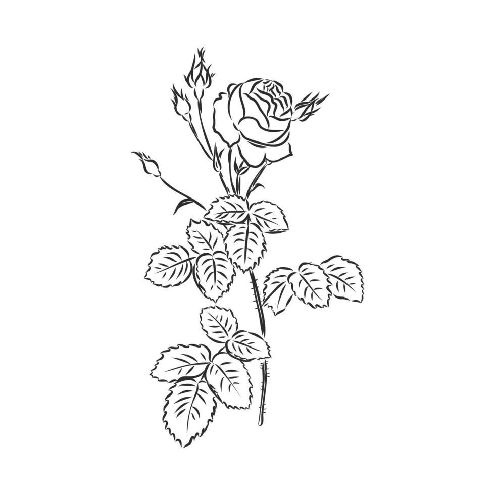 rose vector sketch