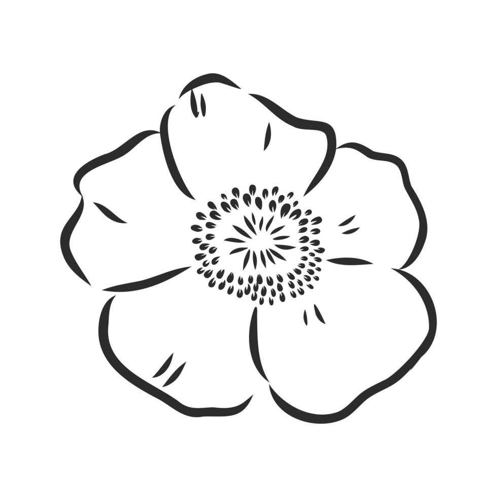 rosehip flower vector sketch