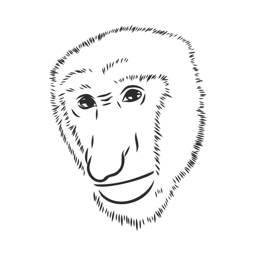 monkey vector sketch