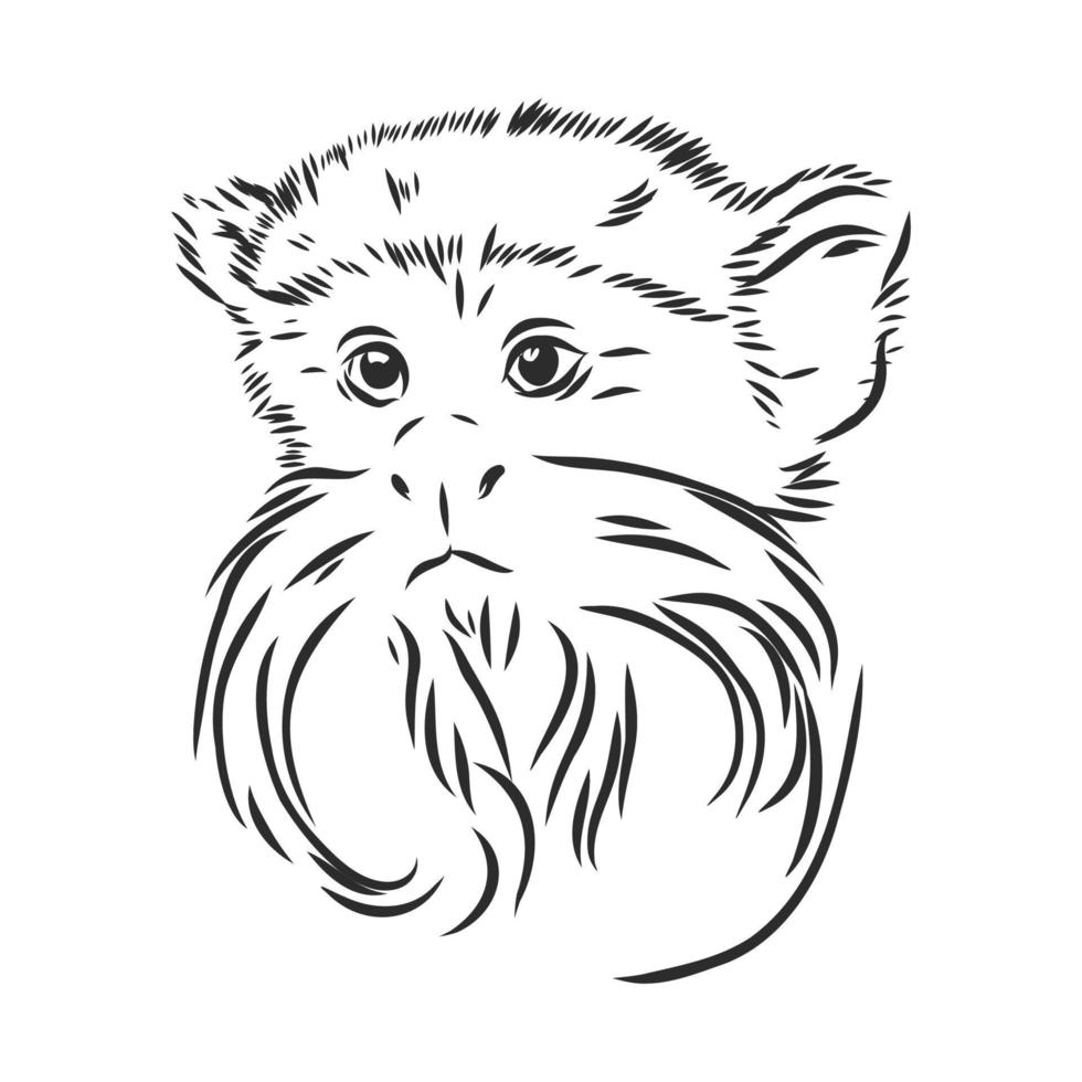 monkey vector sketch