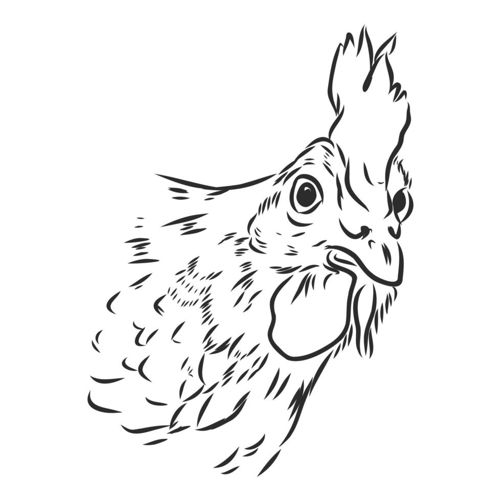 rooster vector sketch