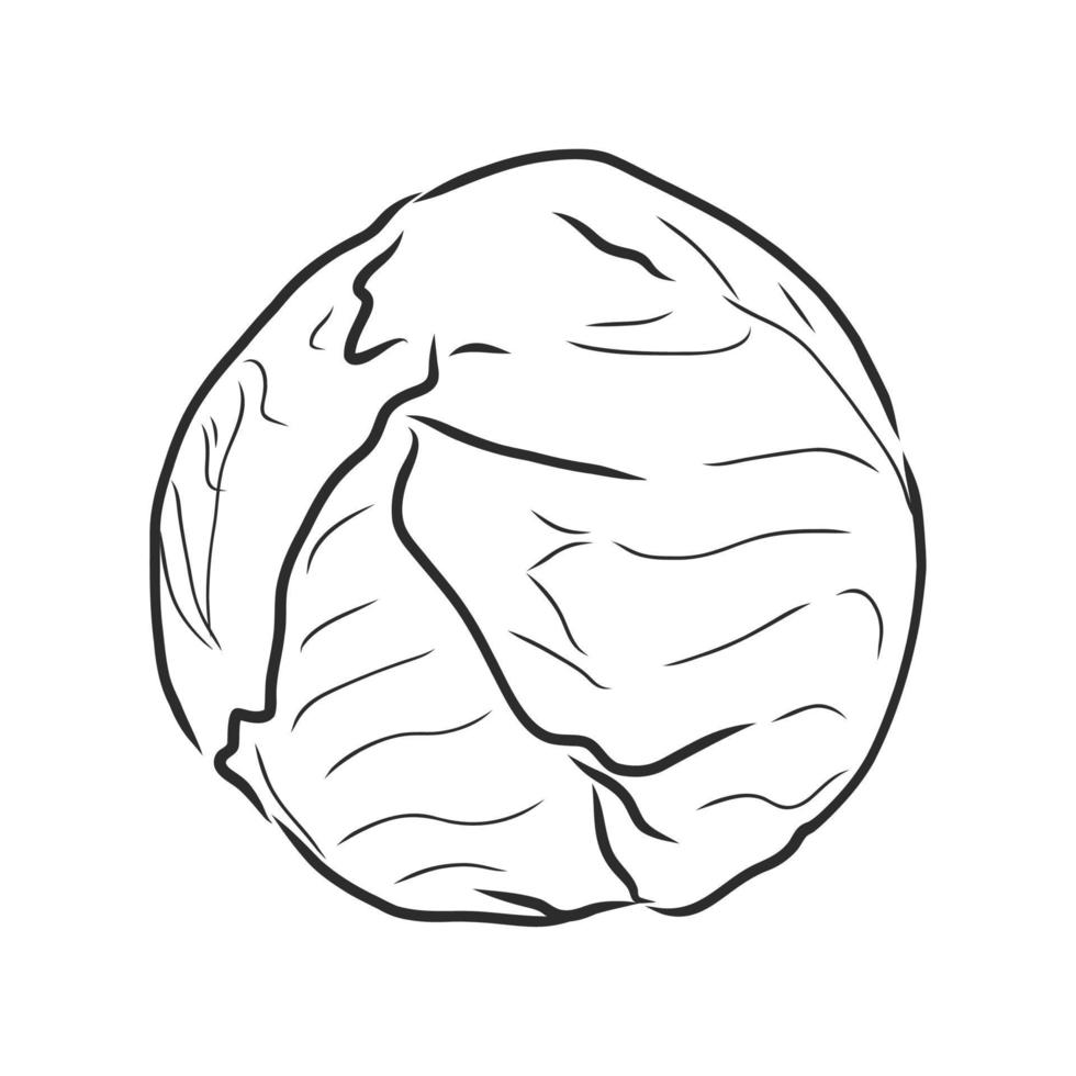 cabbage vector sketch 17050595 Vector Art at Vecteezy