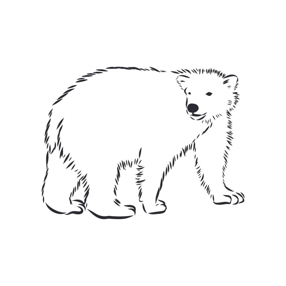 bosquejo del vector del oso polar