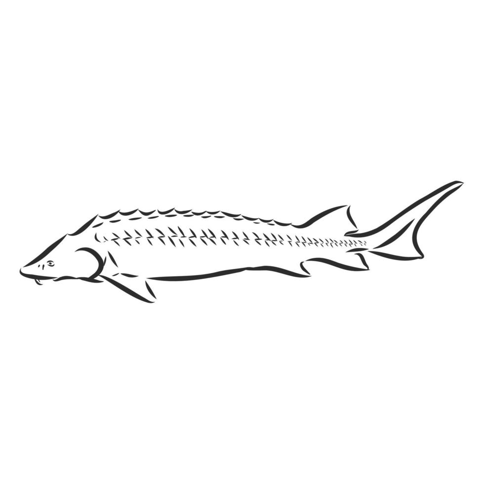 sturgeon vector sketch