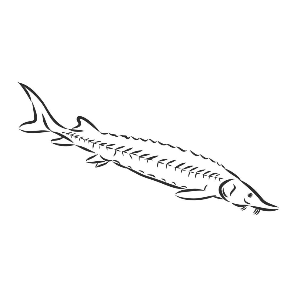 sturgeon vector sketch