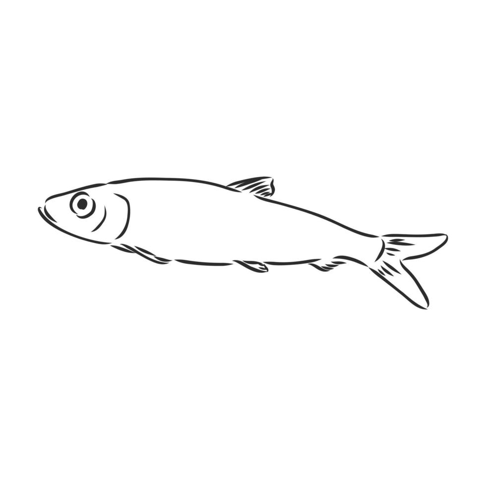 fish vector sketch