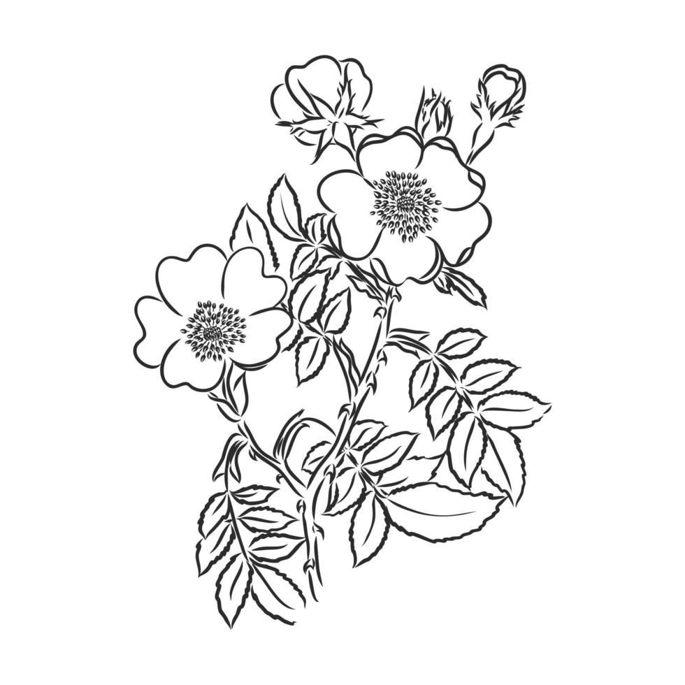 flower vector sketch