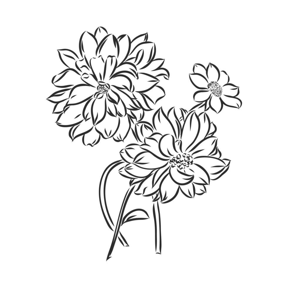 flower vector sketch