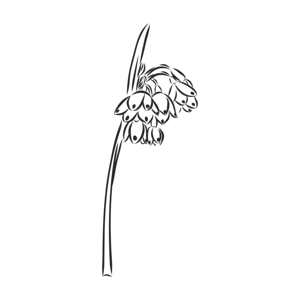 flower vector sketch