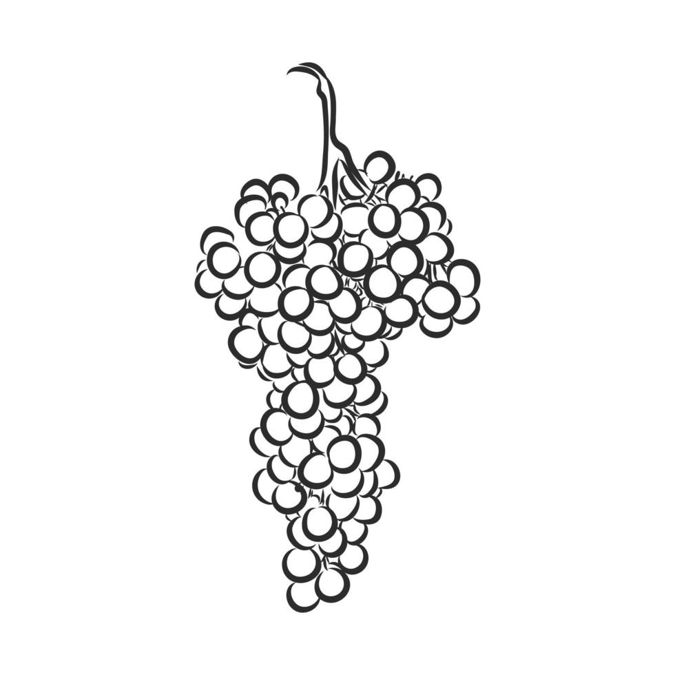 dibujo vectorial de uvas vector