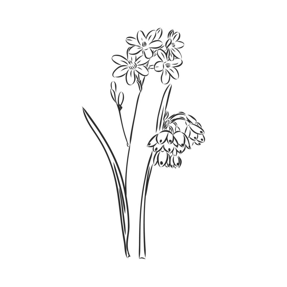 bosquejo del vector de la flor