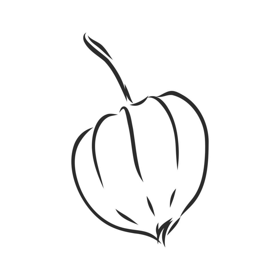 dibujo vectorial de physalis vector