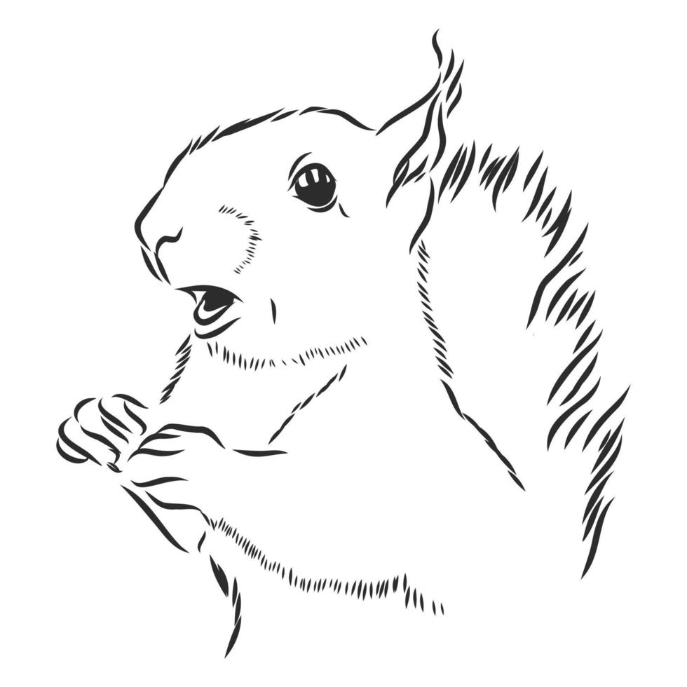 squirrel vector sketch