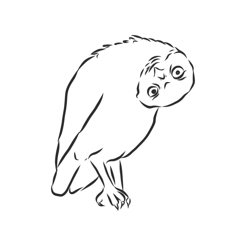 owl vector sketch