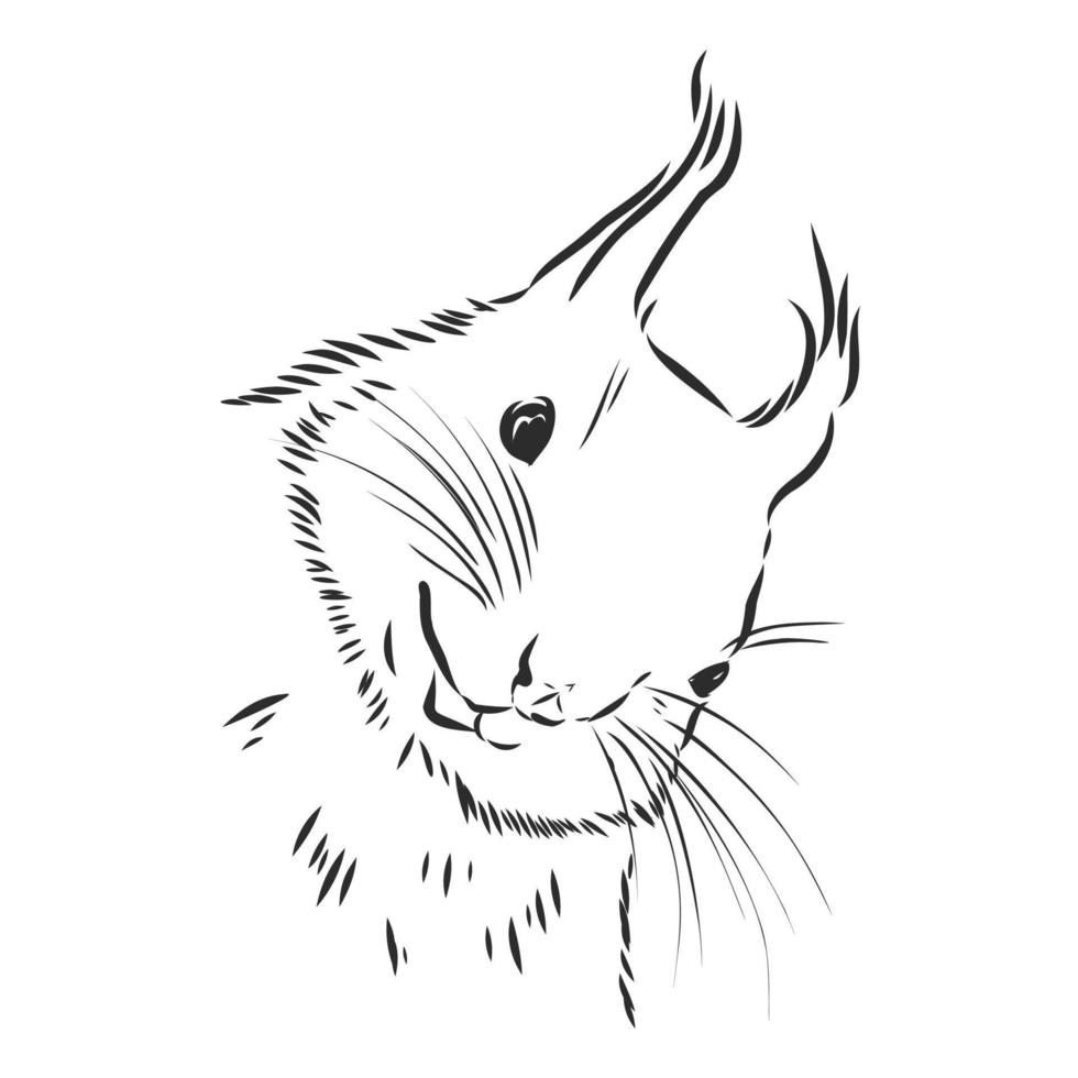 squirrel vector sketch