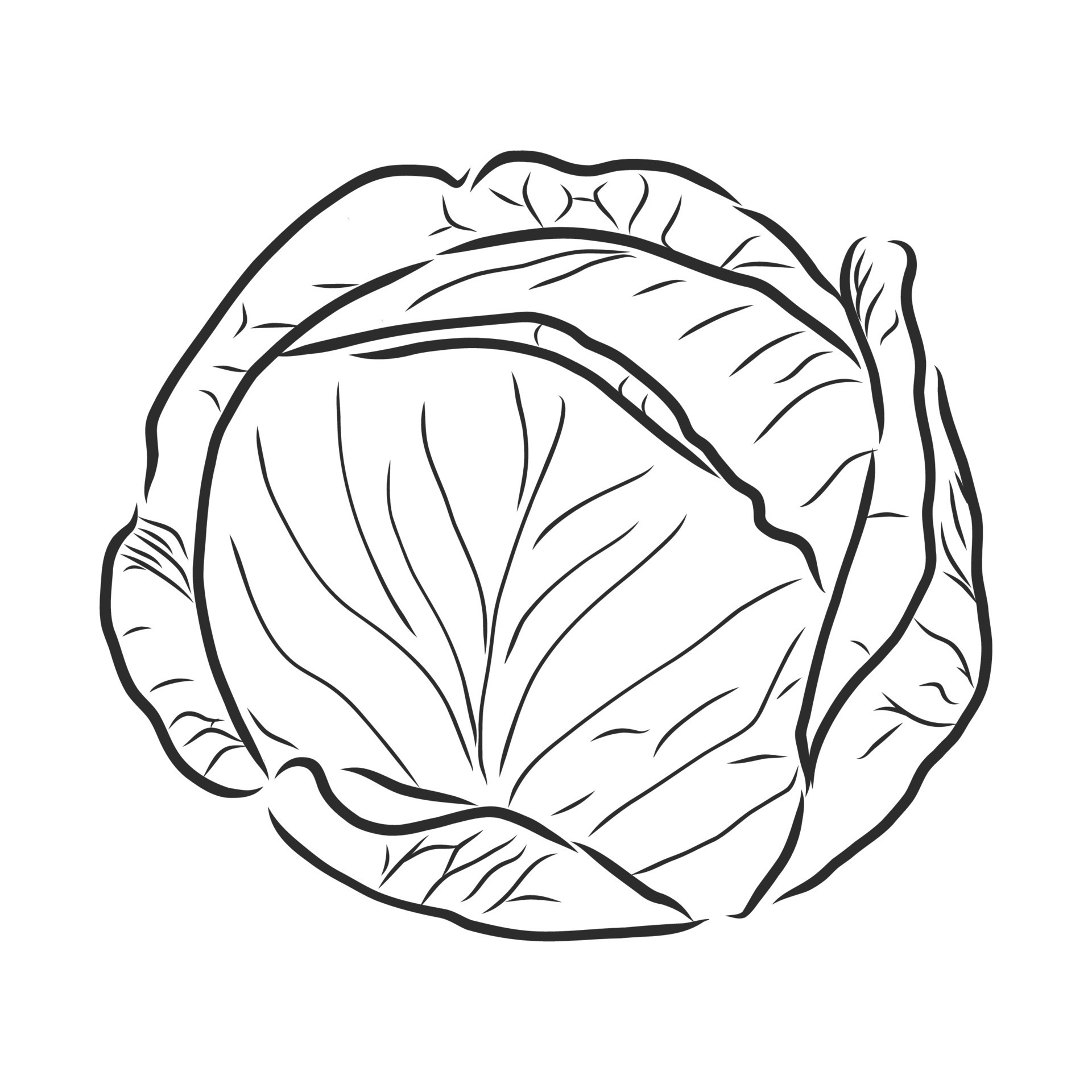 cabbage vector sketch 17050679 Vector Art at Vecteezy