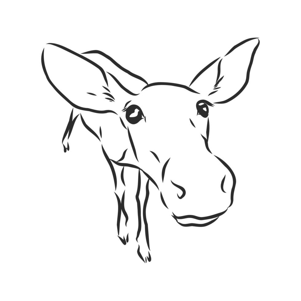 donkey vector sketch