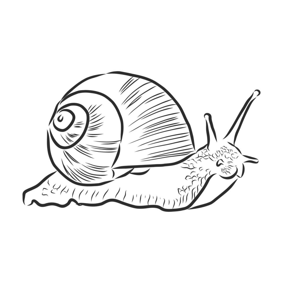 dibujo vectorial de caracol vector