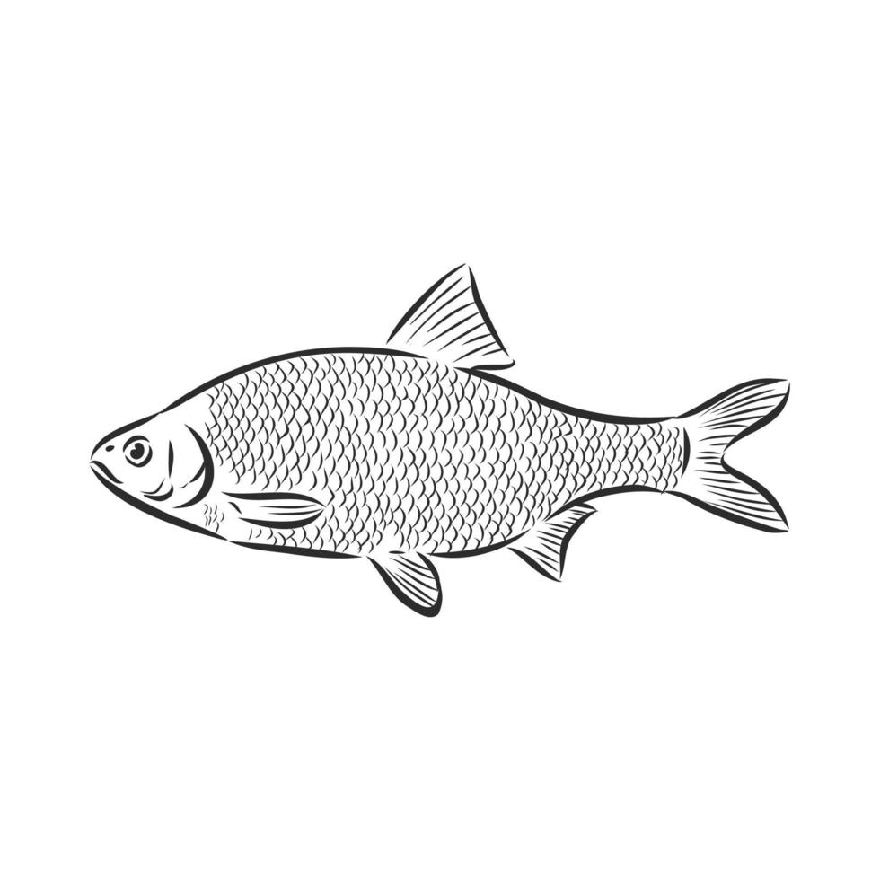dibujo vectorial de pescado vector