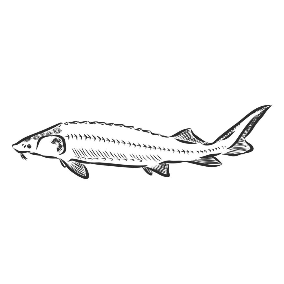 sturgeon vector sketch