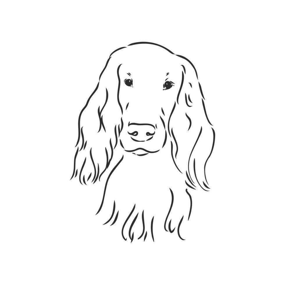 dog vector sketch