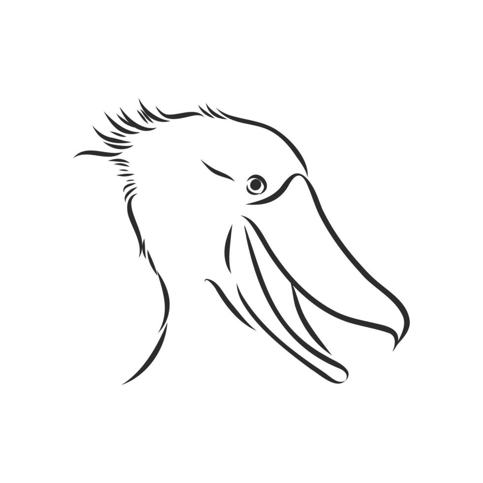 shoebill vector sketch