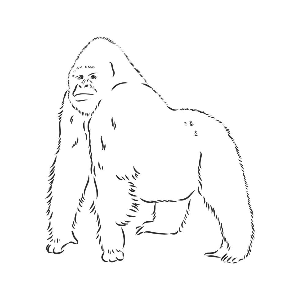 dibujo vectorial de gorila vector