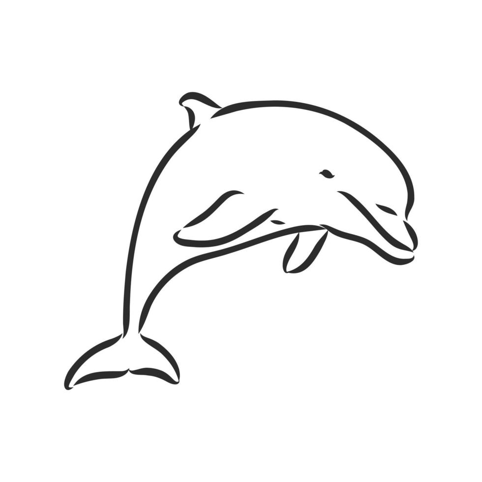 dolphin vector sketch