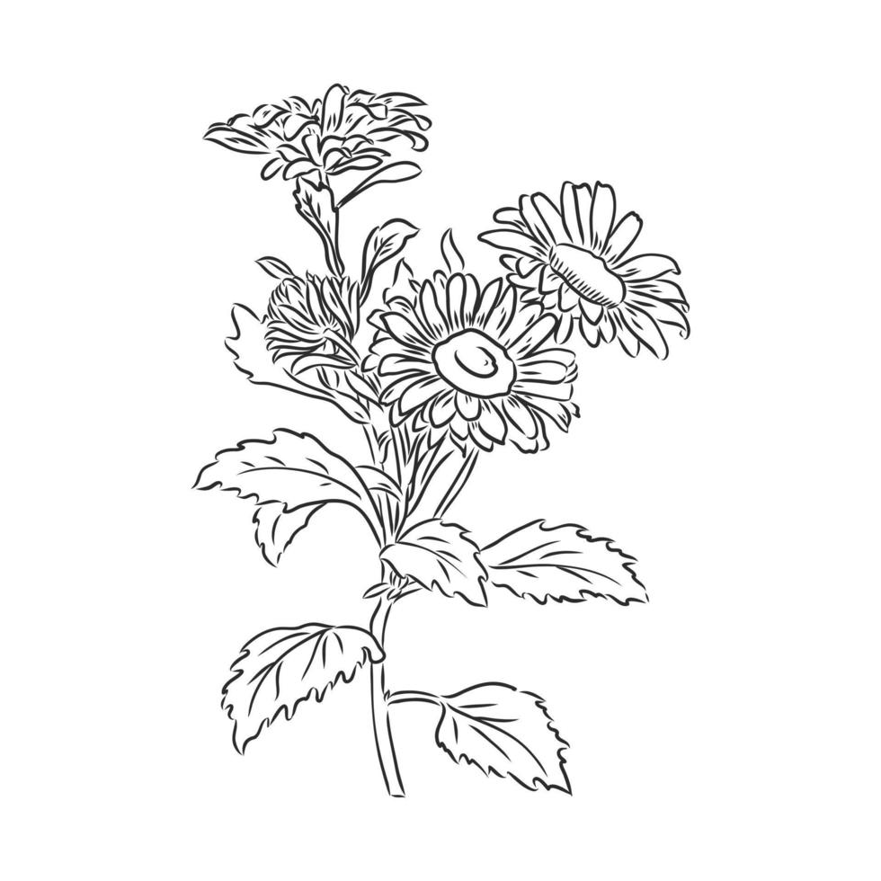 flower vector sketch