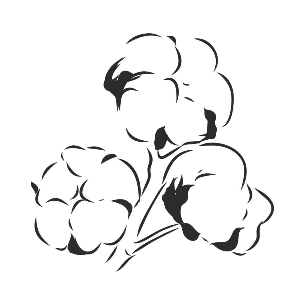 cotton vector sketch