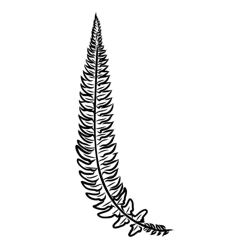 fern vector sketch