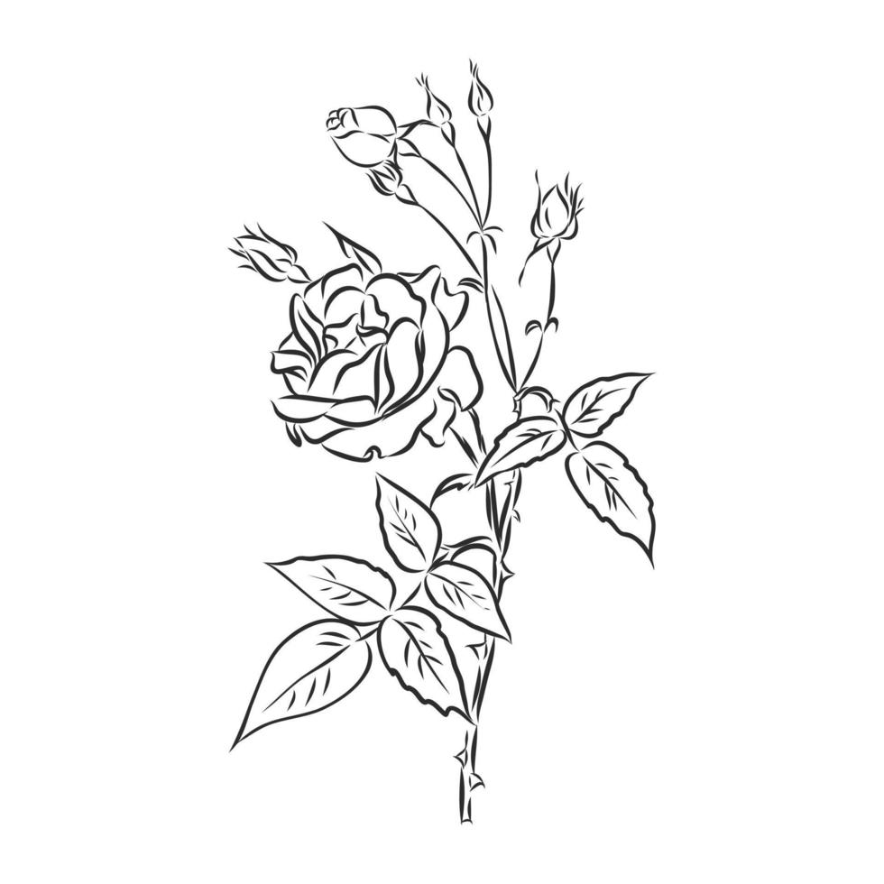 rose vector sketch