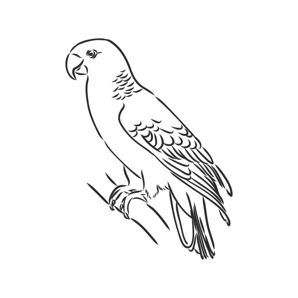 parrot vector sketch