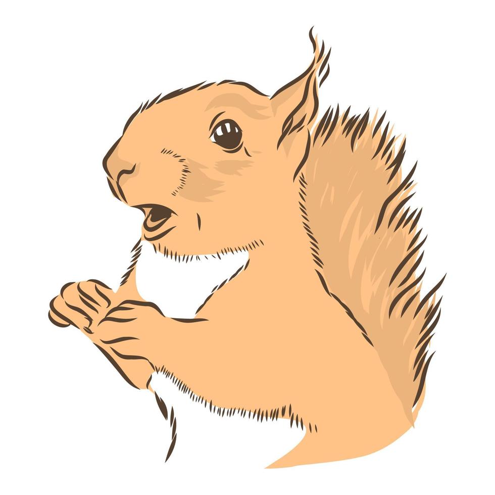 squirrel vector sketch