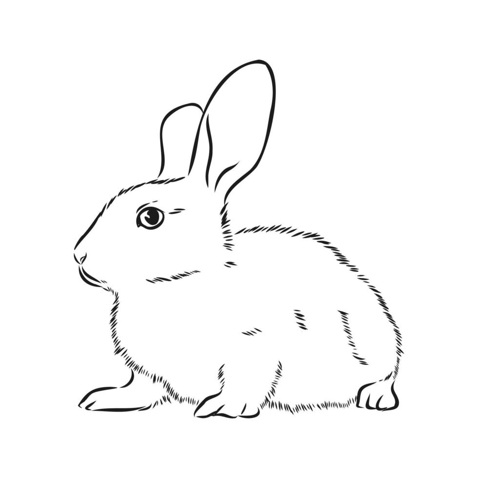 hare vector sketch