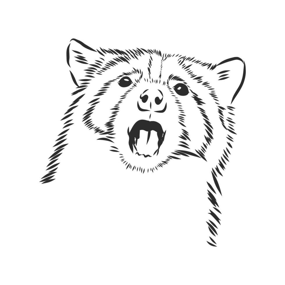 bosquejo del vector del mapache
