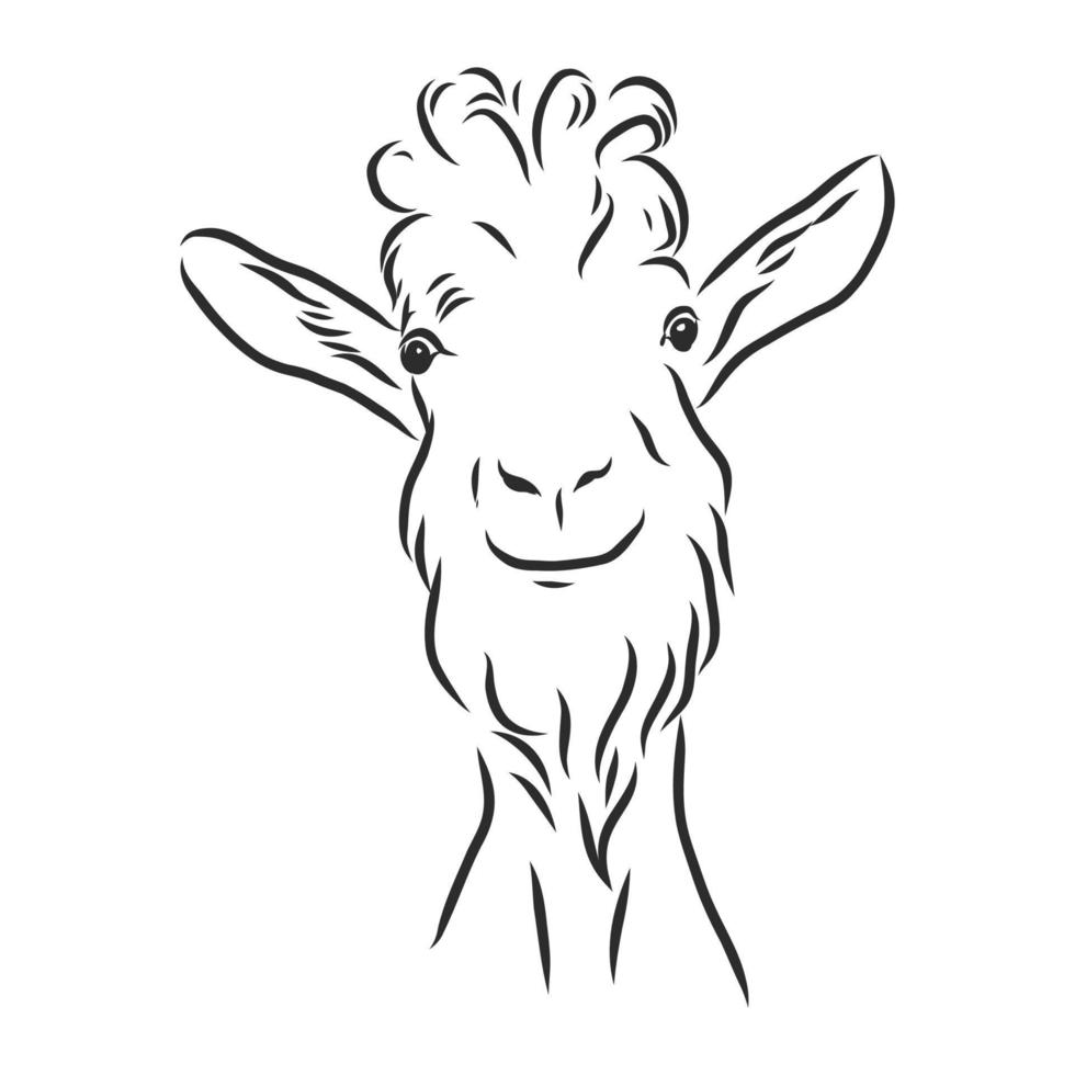 goat vector sketch