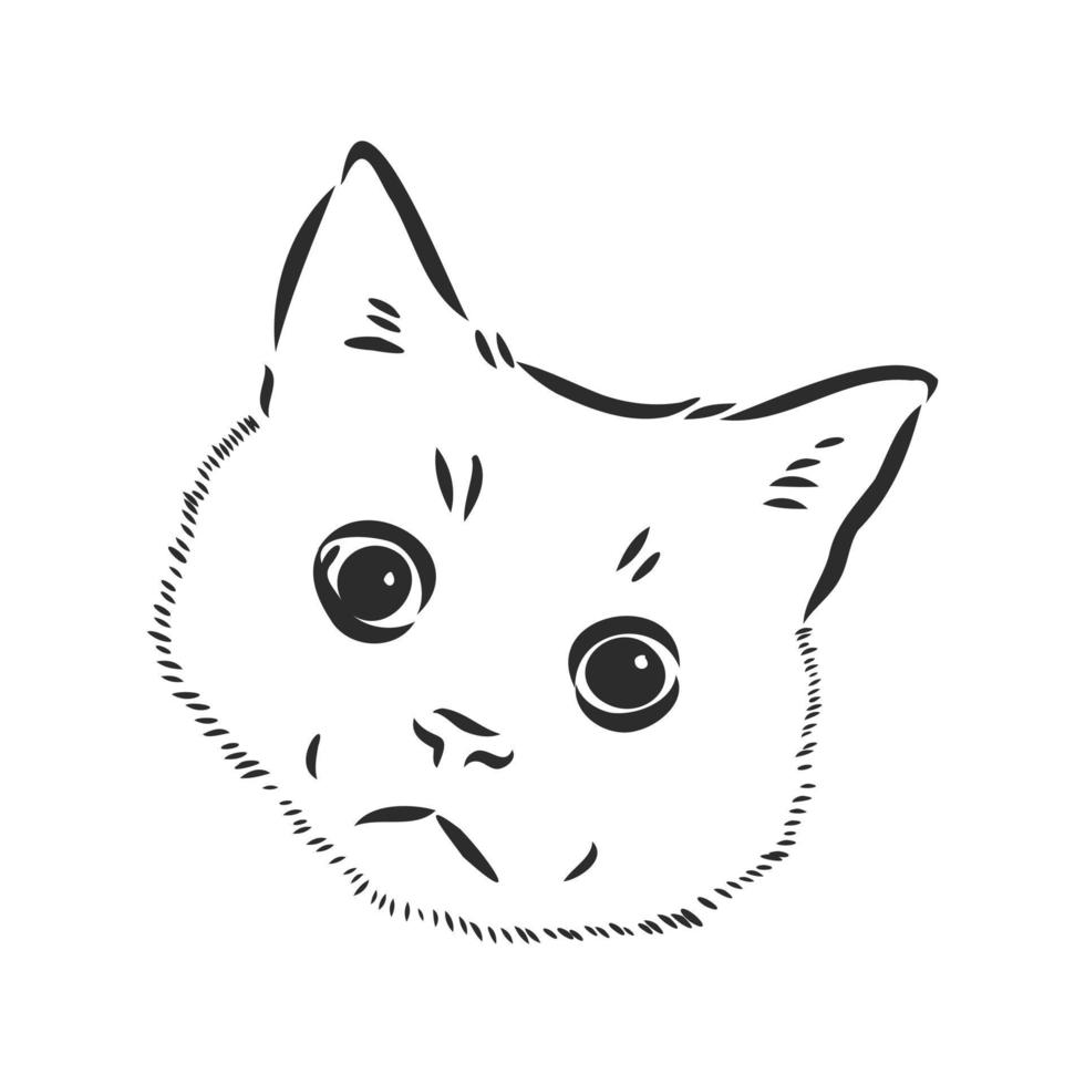 cat vector sketch