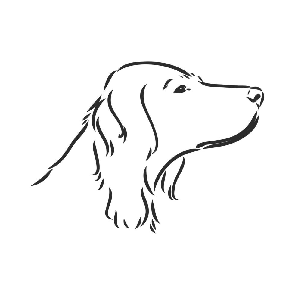dog vector sketch