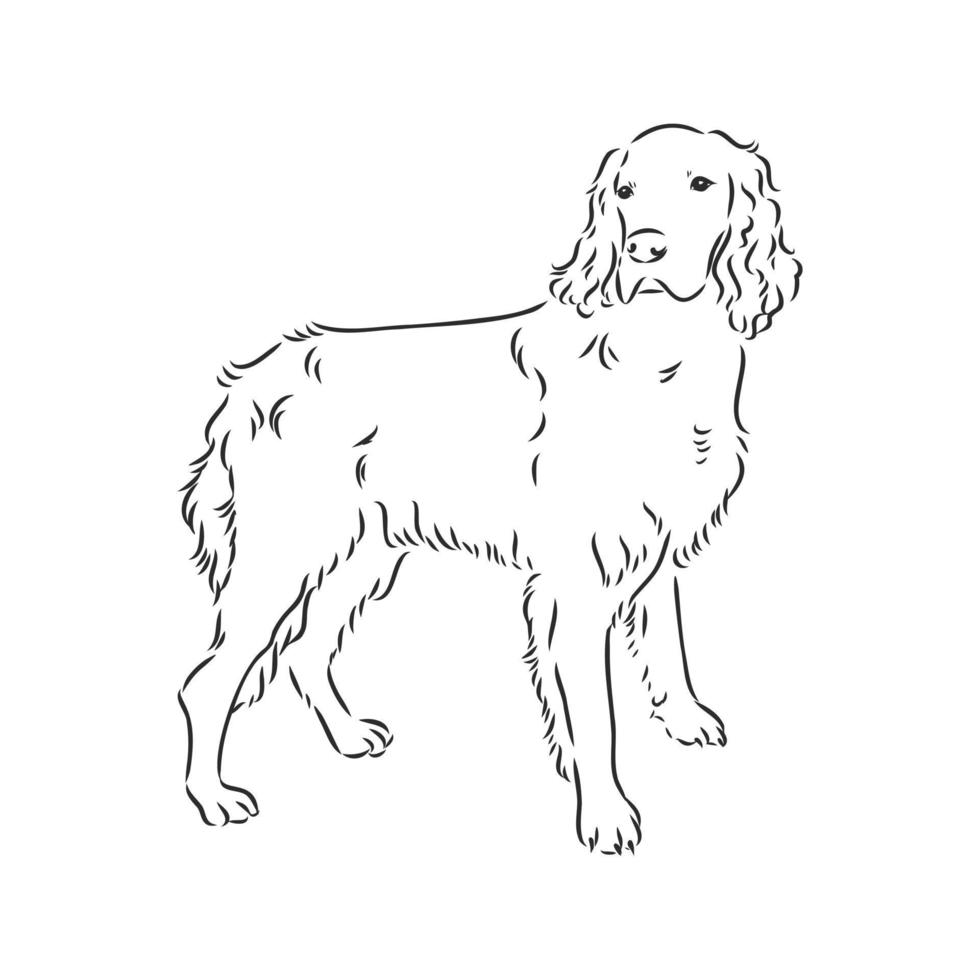 dog vector sketch