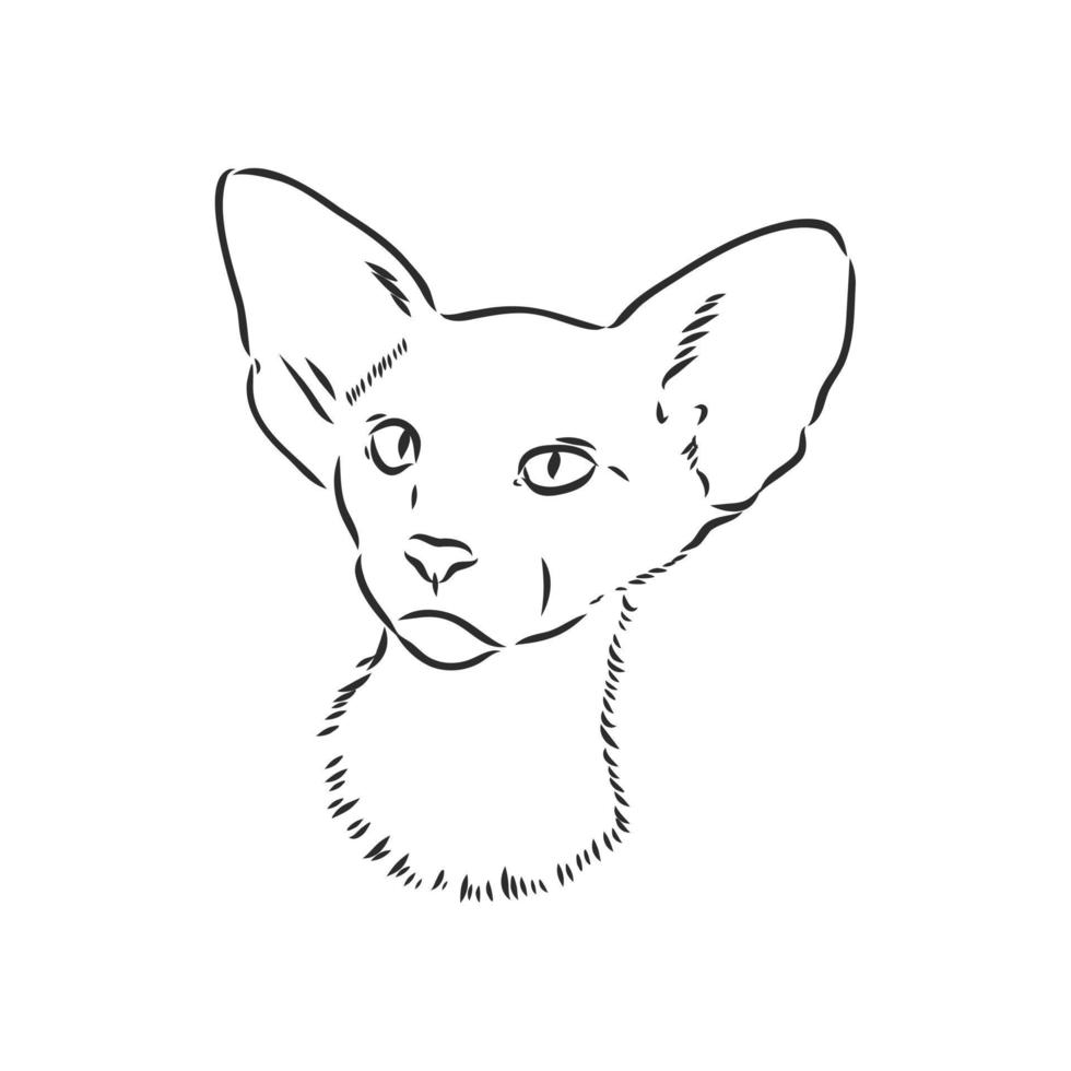 cat vector sketch