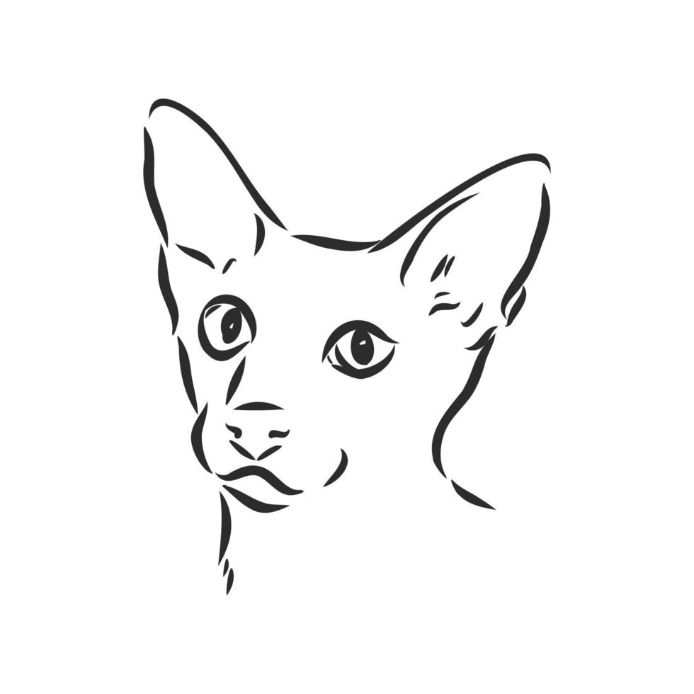 cat vector sketch