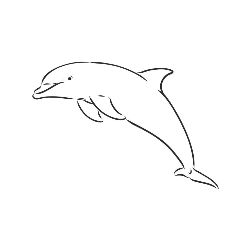 dolphin vector sketch