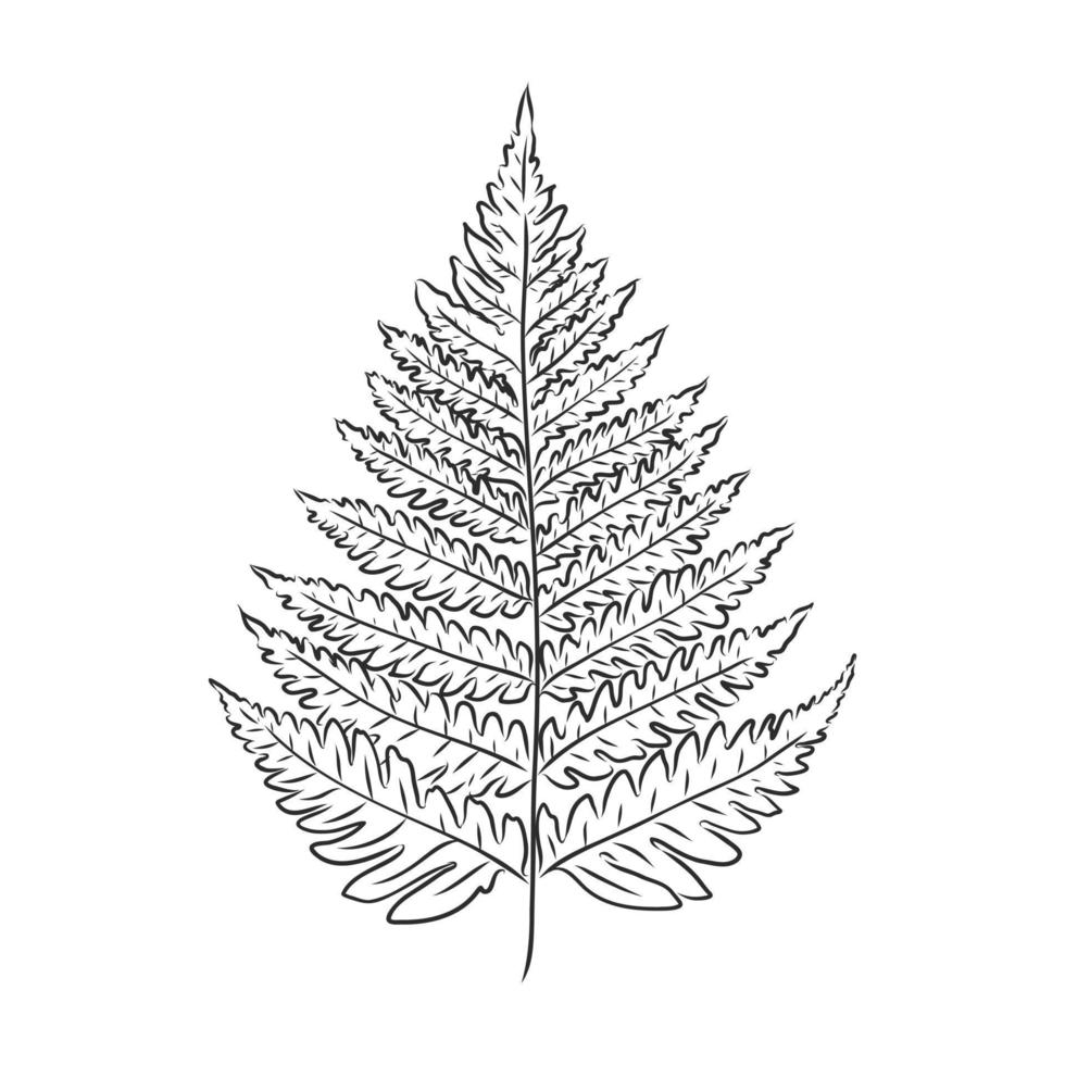 fern vector sketch