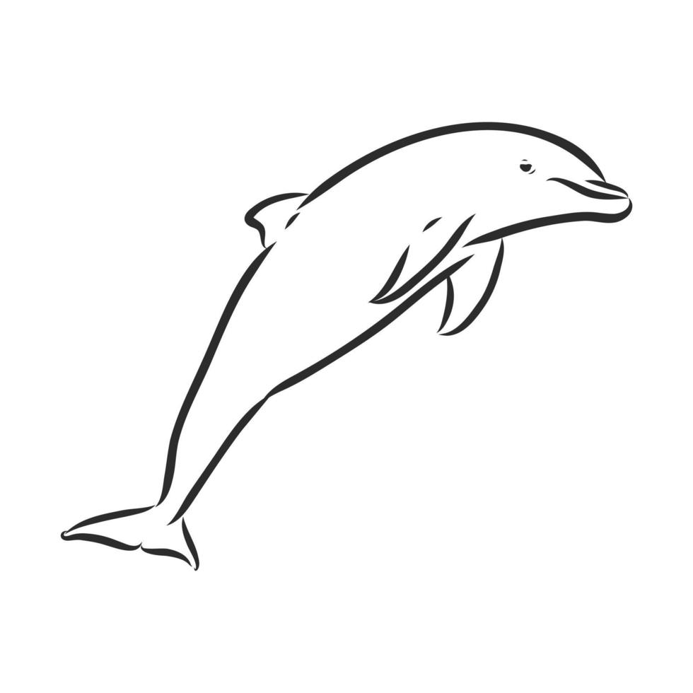 dolphin vector sketch